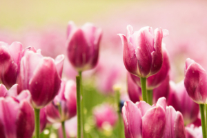 Beautiful Pink Tulips3553610123 300x200 - Beautiful Pink Tulips - Tulips, Pink, Beautiful